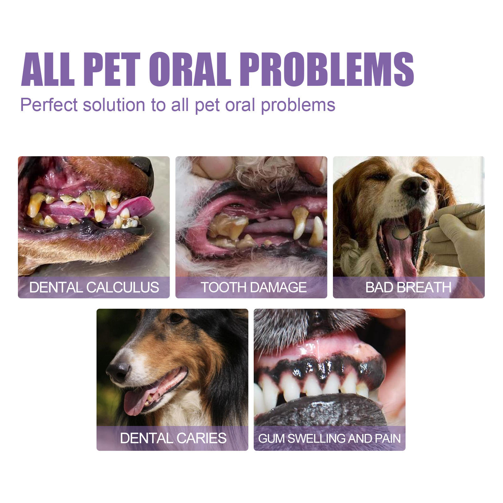 Pet Oral Repair Gel Puppy Tart - đánh giá và giá Teeth Whitening Results